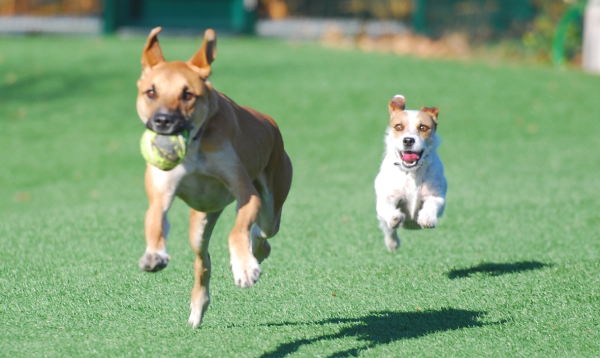 Get the Perfect Grass for Dogs, Synthetic Dog Grass from Heavenly Greens