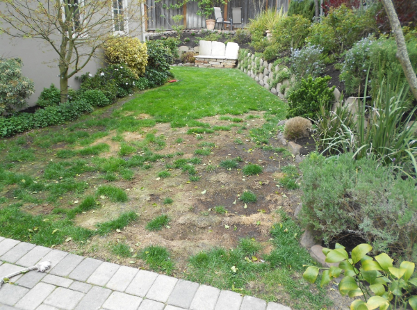 damaged lawn before artificial turf