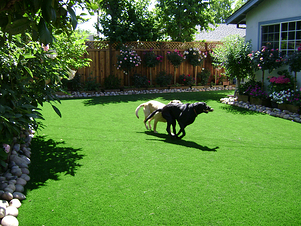 Artificial grass means a green lawn, even with dohs