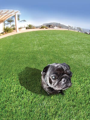 Dog enjoying artificial turf
