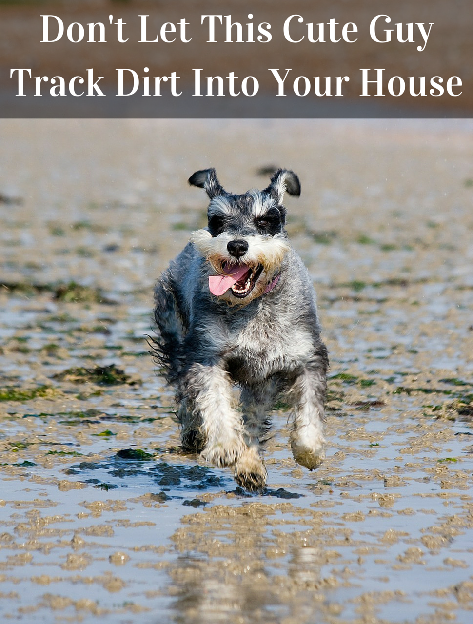 Turf vs. Grass: Who Wins When It Comes To Tracking Dirt In The House http://blog.heavenlygreens.com/blog/bid/203777/Turf-vs-Grass-Who-Wins-When-It-Comes-To-Tracking-Dirt-In-The-House @heavenlygreens