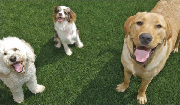 EasyTurf Introduces How Backyards Just Got Better for Pet Owners