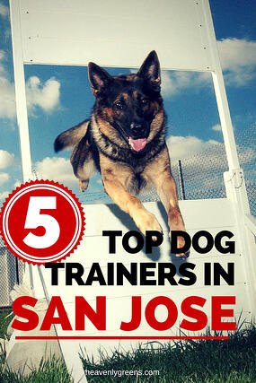 top-san-jose-dog-trainers