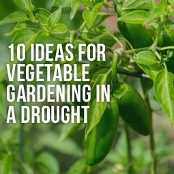 10 Ideas For Vegetable Gardening In A Drought