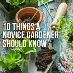 10 Things A Novice Gardener Should Know