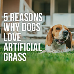 5 Reasons Why Dogs Love Artificial Grass