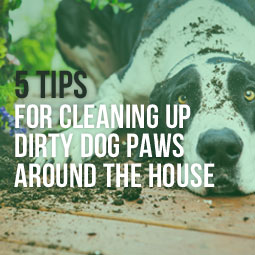 5 Tips For Cleaning Up Dirty Dog Paws Around The House