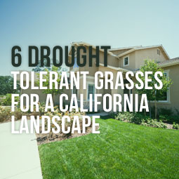 6 Drought Tolerant Grasses For A California Landscape