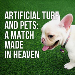 Artificial Turf And Pets: A Match Made In Heaven