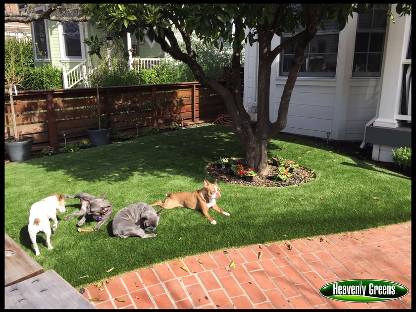 Synthetic Turf Installed For Dogs