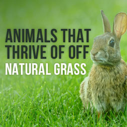 Animals That Thrive Off Of Natural Grass And The Problems They May Cause http://www.heavenlygreens.com/blog/animals-on-natural-grass-that-cause-problems @heavenlygreens