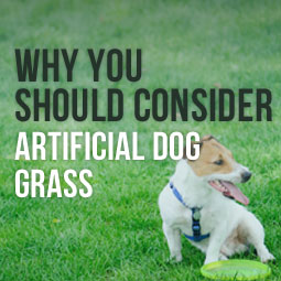 Why You Should Consider Artificial Dog Grass