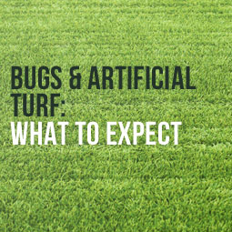 Bugs And Artificial Turf: What To Expect