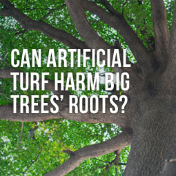 Can Artificial Turf Harm Big Trees' Roots? http://www.heavenlygreens.com/can-artificial-turf-harm-big-tree-roots @heavenlygreens