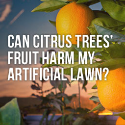 Can Citrus Trees' Fruit Harm My Artificial Lawn? http://www.heavenlygreens.com/can-citrus-trees-fruit-harm-artificial-lawn @heavenlygreens