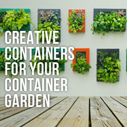 Plants with creative containers on the wall