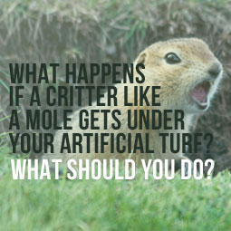 What To Do If A Critter, Like A Mole, Gets Under Your Artificial Turf?