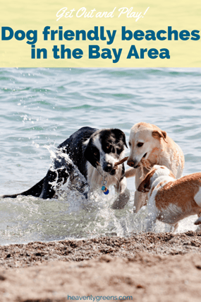 Dog_friendly_beaches_in_the_Bay_Area