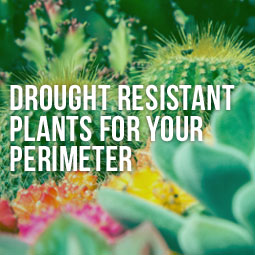 Drought Resistant Plants For Your Perimeter http://www.heavenlygreens.com/blog/drought-resistant-plants-for-your-perimeter