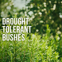 Drought Tolerant Bushes