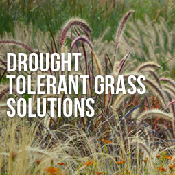 Drought Tolerant Grass Solutions
