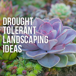 Drought Tolerant Landscaping Ideas