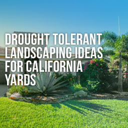 Drought Tolerant Landscaping Ideas for California Yards