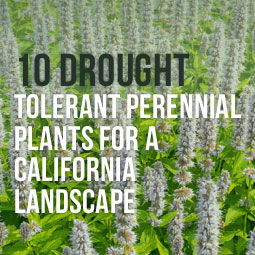 10 Drought Tolerant Perennial Plants For A California Landscape http://www.heavenlygreens.com/blog/10-drought-tolerant-perennial-plants-for-a-california-landscape @heavenlygreens