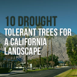 10 Drought Tolerant Trees For A California Landscape http://www.heavenlygreens.com/blog/10-drought-tolerant-trees-for-a-california-landscape @heavenlygreens