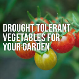 Drought-Tolerant-Veggies-Garden-Blog
