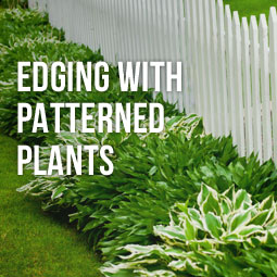 Edging With Patterned Plants http://www.heavenlygreens.com/edging-with-patterned-plants @heavenlygreens