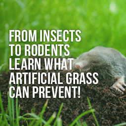From Insects To Rodents, Learn What Artificial Grass Can Prevent!