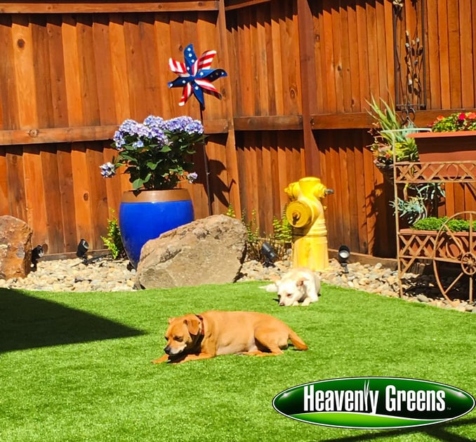 Artificial Grass For Dogs Installed for a Family in Gilory