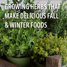 Growing Herbs that Make Delicious Fall and Winter Foods