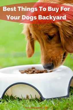 Best Things To Buy For Your Dogs Backyard http://www.heavenlygreens.com/blog/best-things-to-buy-for-your-dogs-backyard @heavenlygreens