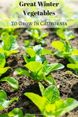 Great Winter Vegetables To Grow In California http://www.heavenlygreens.com/blog/great-winter-vegetables-to-grow-in-california @heavenlygreens