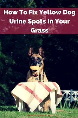How To Fix Yellow Dog Urine Spots In Your Grass http://www.heavenlygreens.com/blog/how-to-fix-yellow-dog-urine-spots-in-your-grass @heavenlygreens 