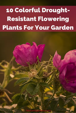 10 Colorful Drought-Resistant Flowering Plants For Your Garden http://www.heavenlygreens.com/blog/10-colorful-drought-resistant-flowering-plants-for-your-garden @heavenlygreens