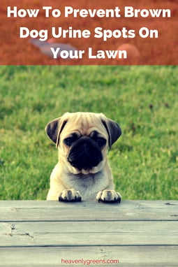 How To Prevent Brown Dog Urine Spots On Your Lawn http://www.heavenlygreens.com/blog/how-to-prevent-brown-dog-urine-spots-on-your-lawn @heavenlygreens