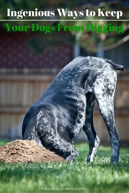 Ingenious Ways to Keep Your Dogs From Digging