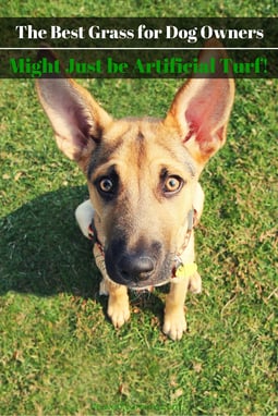 The Best Grass for Dog Owners Might Just be Artificial Grass! http://www.heavenlygreens.com/blog/the-best-grass-for-dog-owners-might-just-be-artificial-grass @heavenlygreens