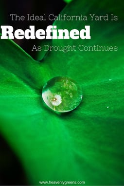 The Ideal California Yard Is Redefined As Drought Continues http://www.heavenlygreens.com/blog/the-ideal-california-yard-is-redefined-as-drought-continues @heavenlygreens
