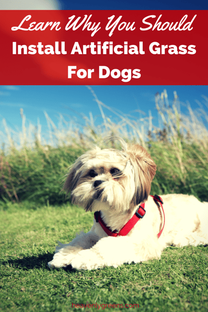 Learn Why You Should Install Fake Grass For Dogs
