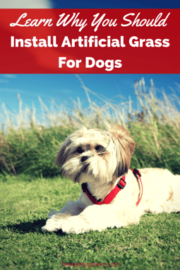 Learn Why You Should Install Fake Grass For Dogs http://www.heavenlygreens.com/blog/learn-why-you-should-install-fake-grass-for-dogs @heavenlygreens