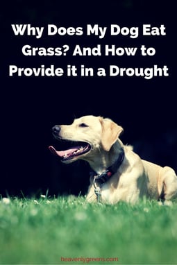 Why Does My Dog Eat Grass? And How to Provide it in a Drought http://www.heavenlygreens.com/blog/why-does-my-dog-eat-grass-and-how-to-provide-it-in-a-drought @heavenlygreens