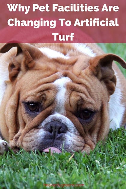 Why Pet Facilities Are Changing To Artificial Turf