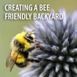 Creating a Bee Friendly Backyard