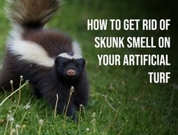 How To Get Rid Of Skunk Smell On Your Artificial Turf - san jose ca