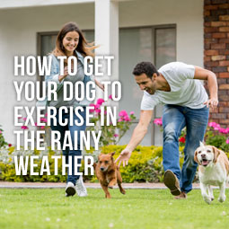 How To Get Your Dog Exercise In The Rainy Weather