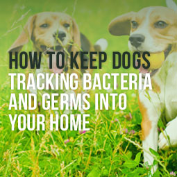 How To Keep Dogs From Tracking Bacteria And Germs Into Your Home